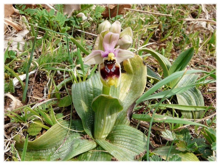 Ophrys tenthredinifera